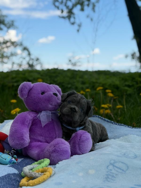 MonRoyal Frenchies on Instagram