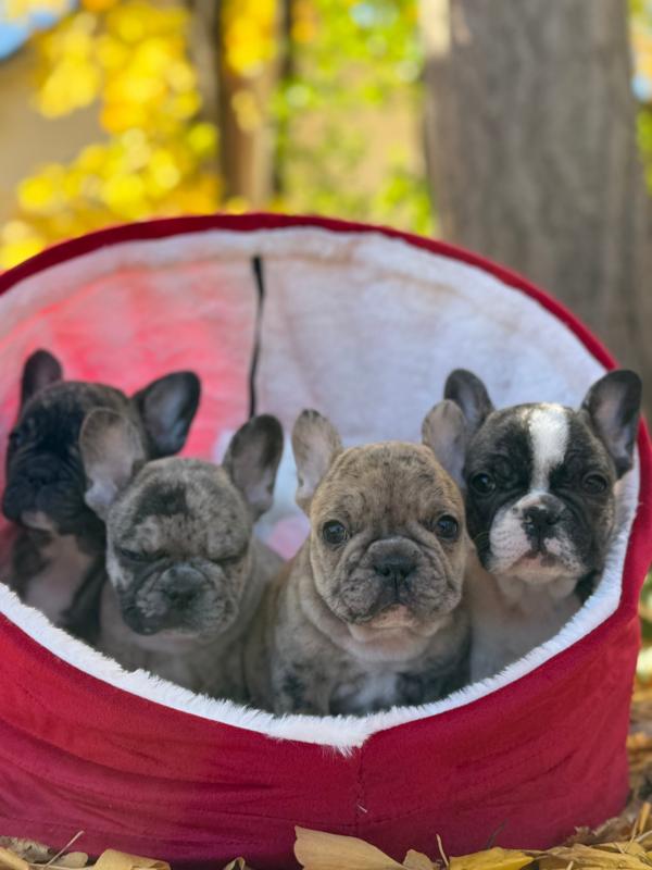 MonRoyal Frenchies on Instagram