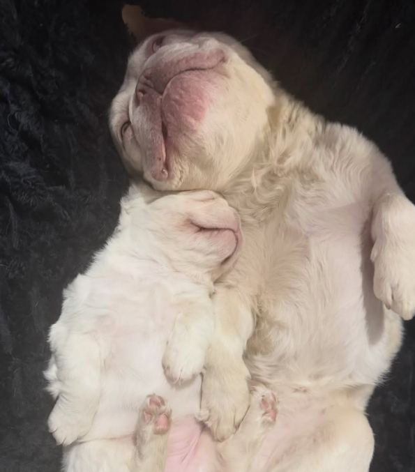 Newborn MonRoyal Frenchies puppies