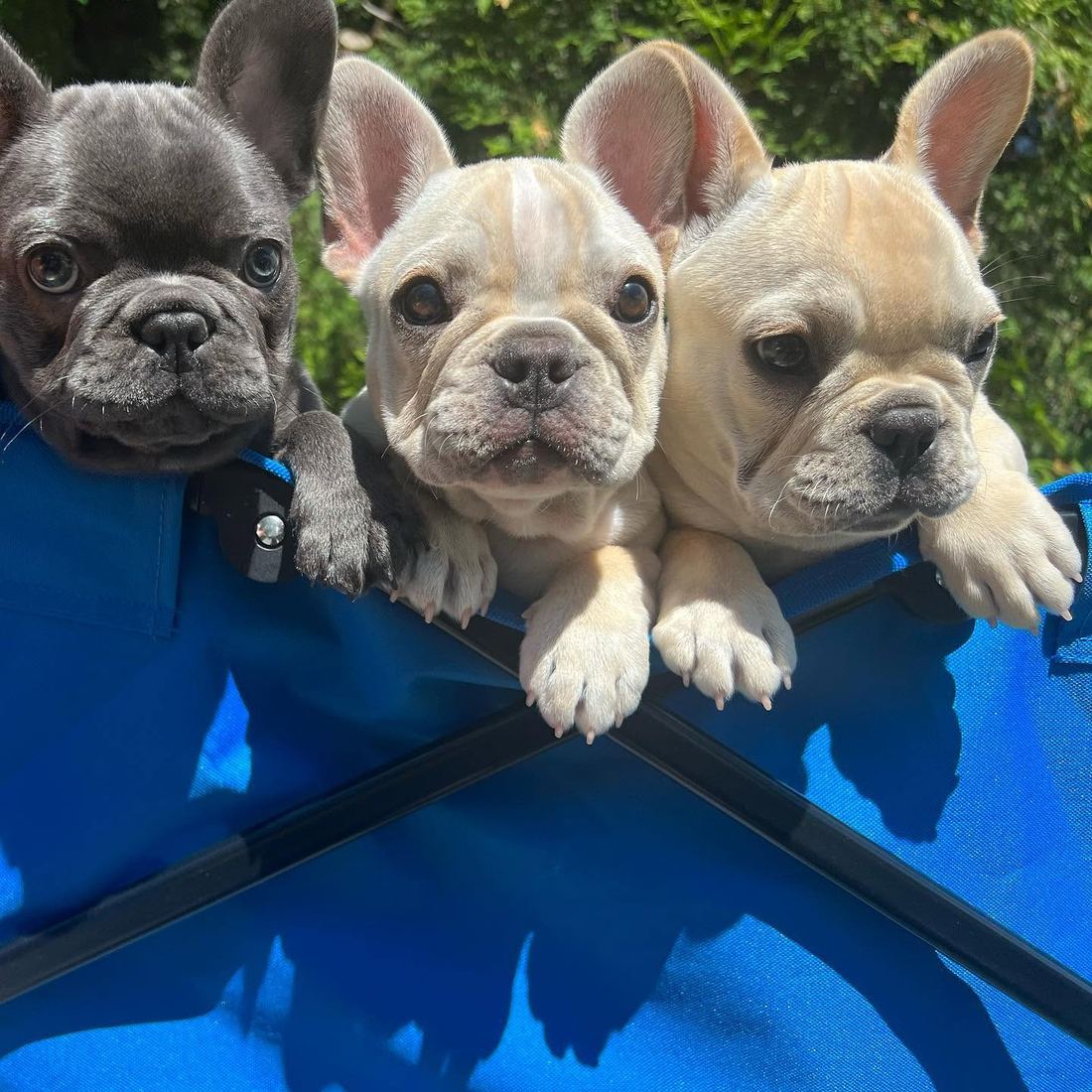 A MonRoyal Frenchies puppy