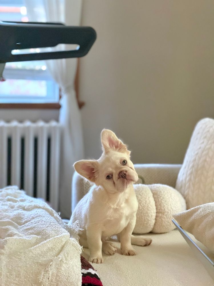 Luna Freya