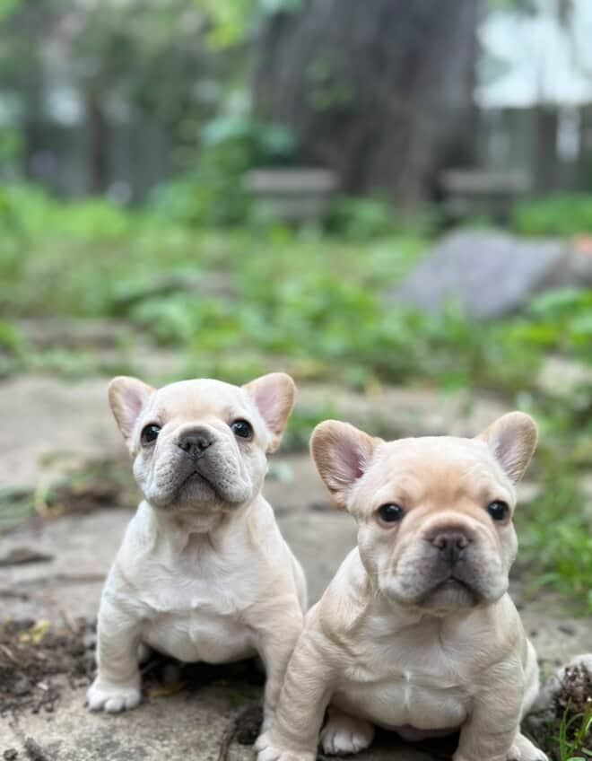 A MonRoyal Frenchies puppy