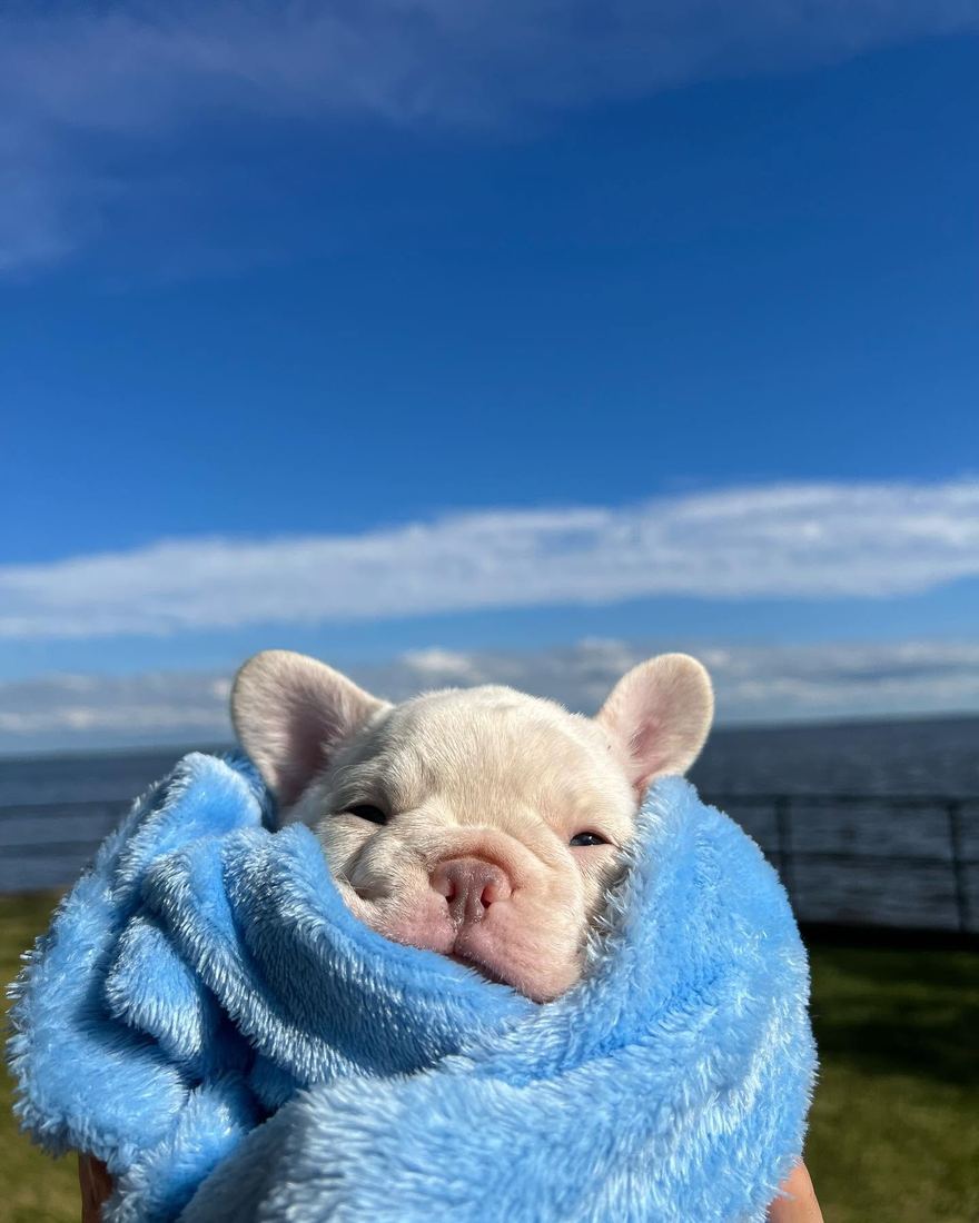 A MonRoyal Frenchies puppy
