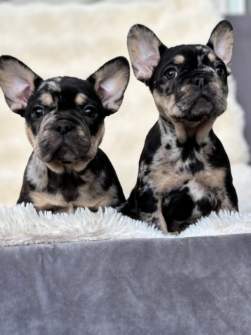 A MonRoyal Frenchies puppy