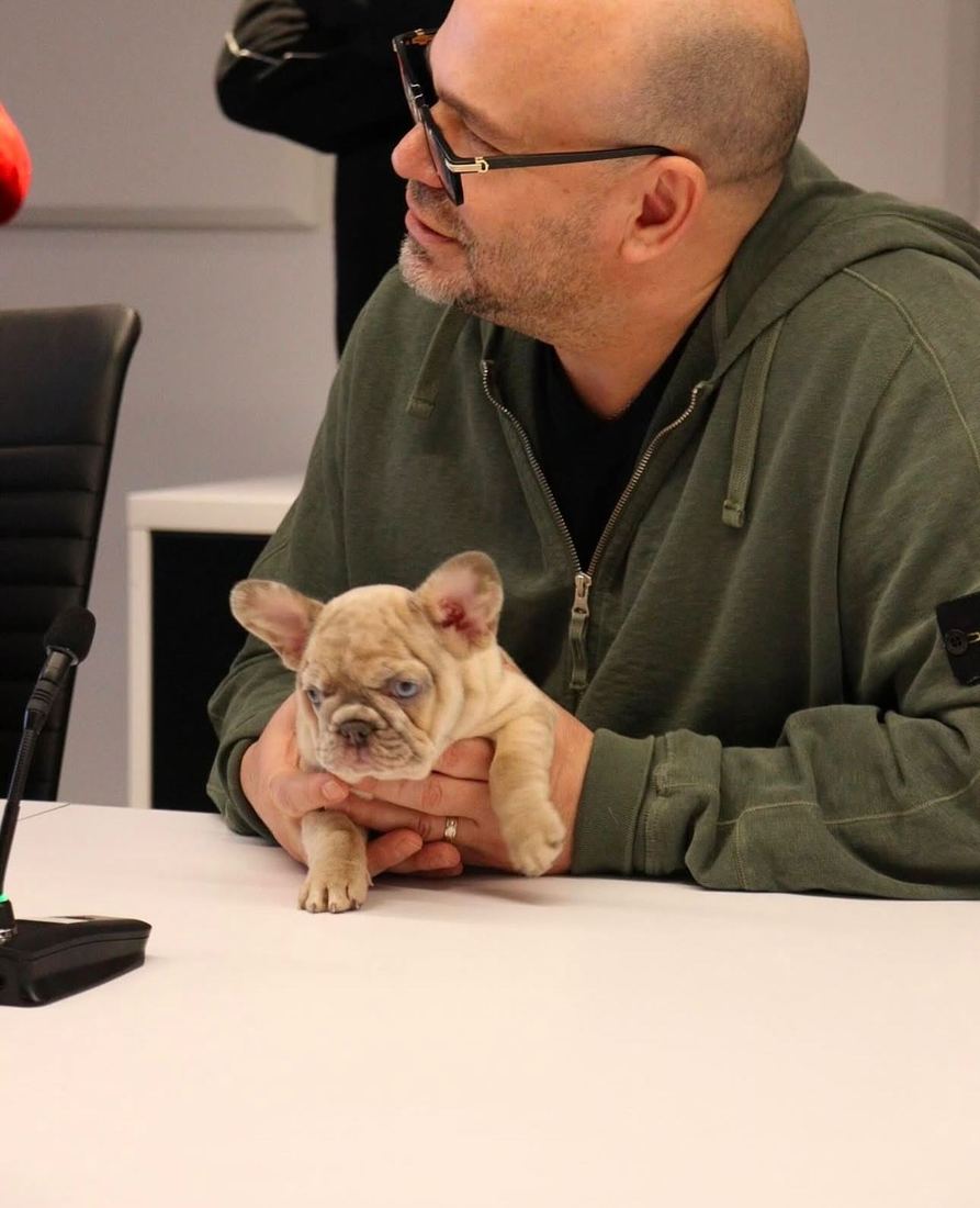 A MonRoyal Frenchies puppy