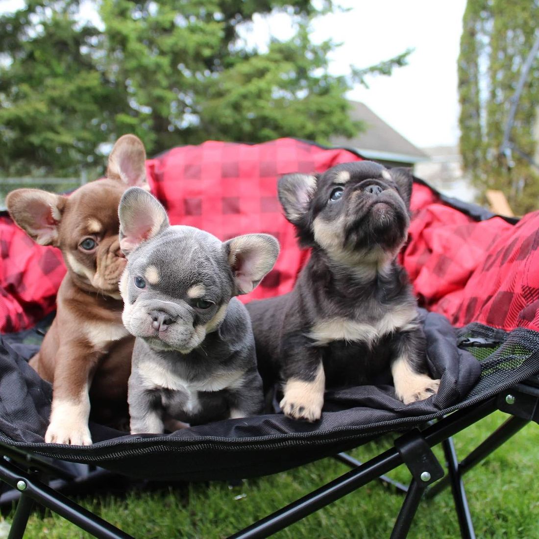 A MonRoyal Frenchies puppy