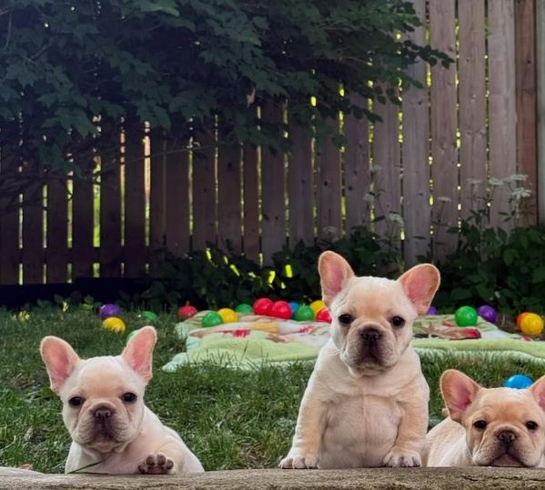 A MonRoyal Frenchies puppy