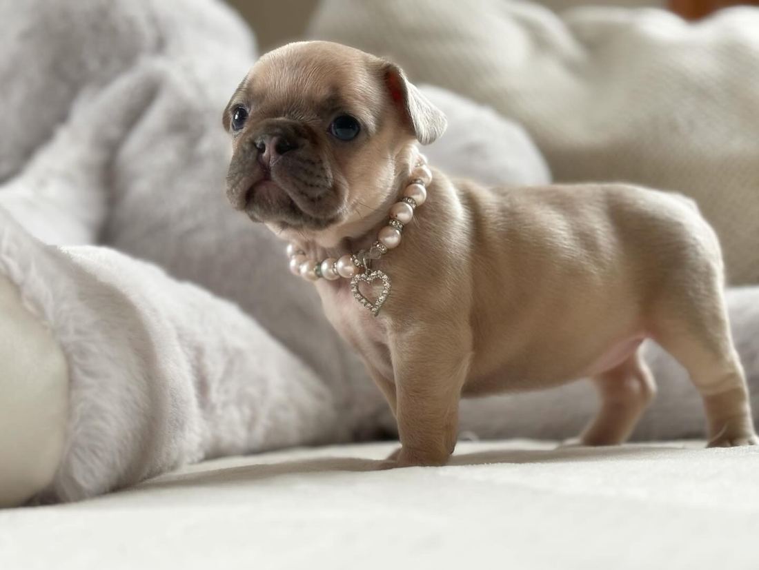 A MonRoyal Frenchies puppy