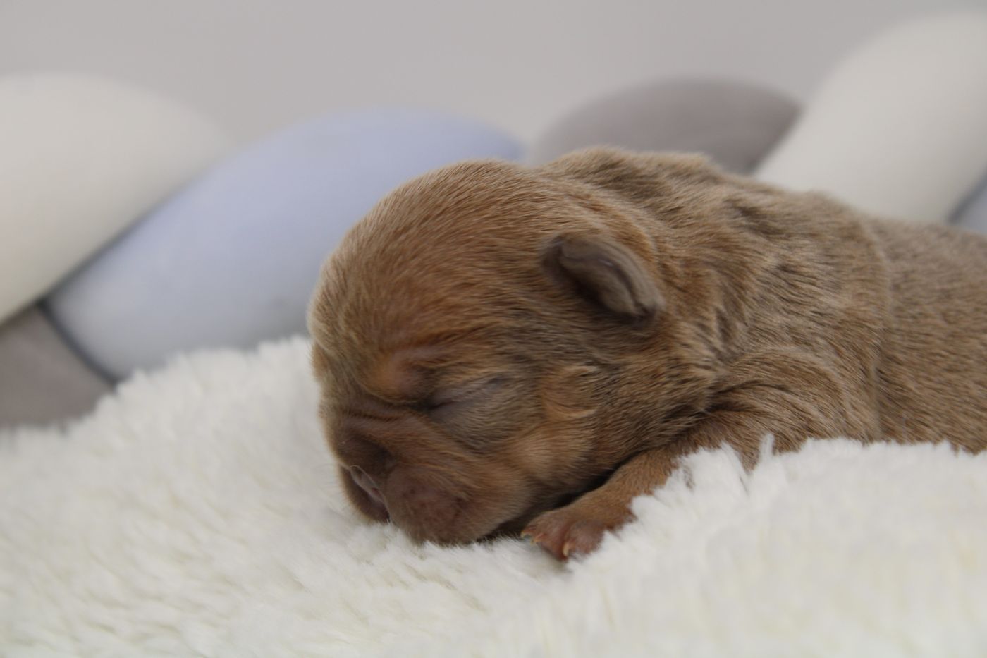 A puppy from the Christmas litter