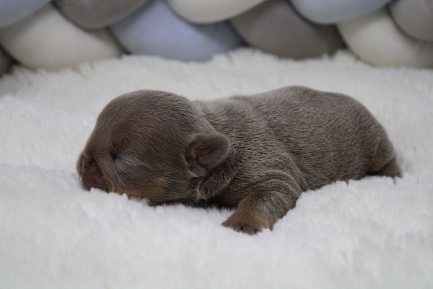 A puppy from the Christmas litter