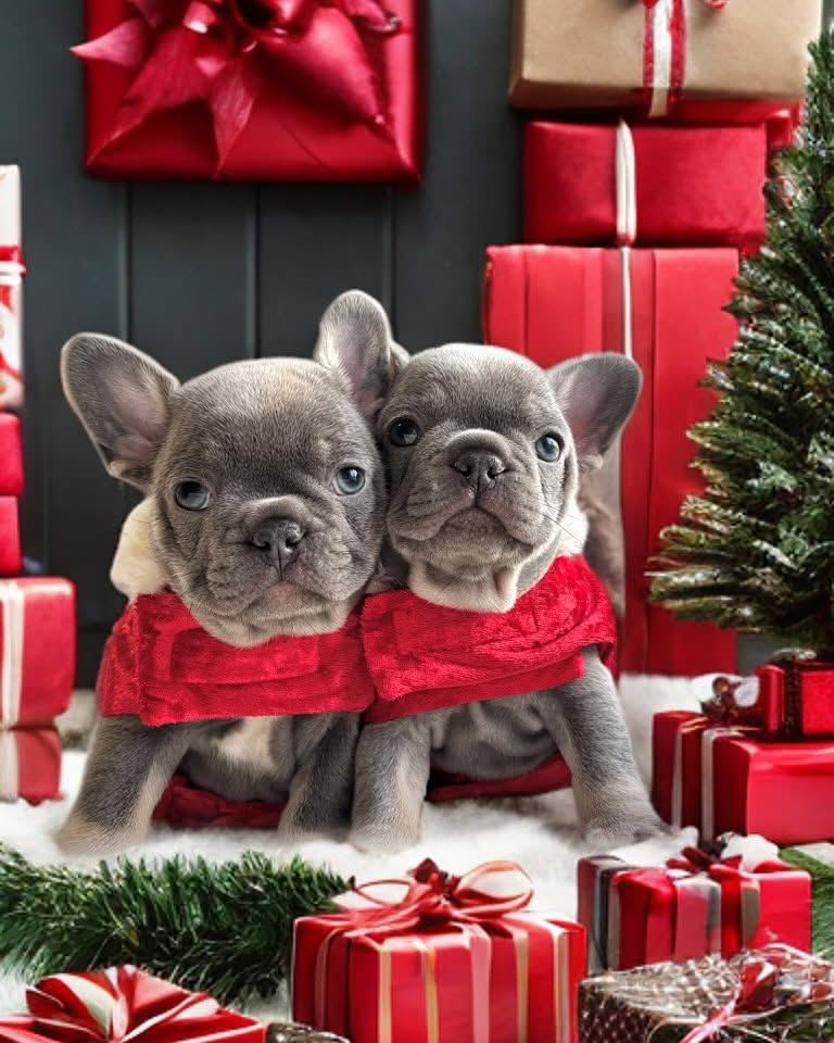 A MonRoyal Frenchies puppy