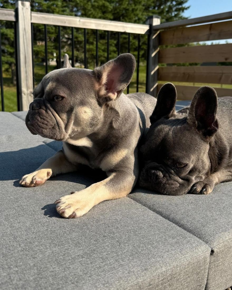 A MonRoyal Frenchies puppy