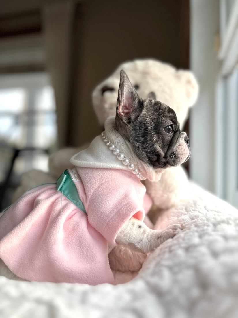 A MonRoyal Frenchies puppy
