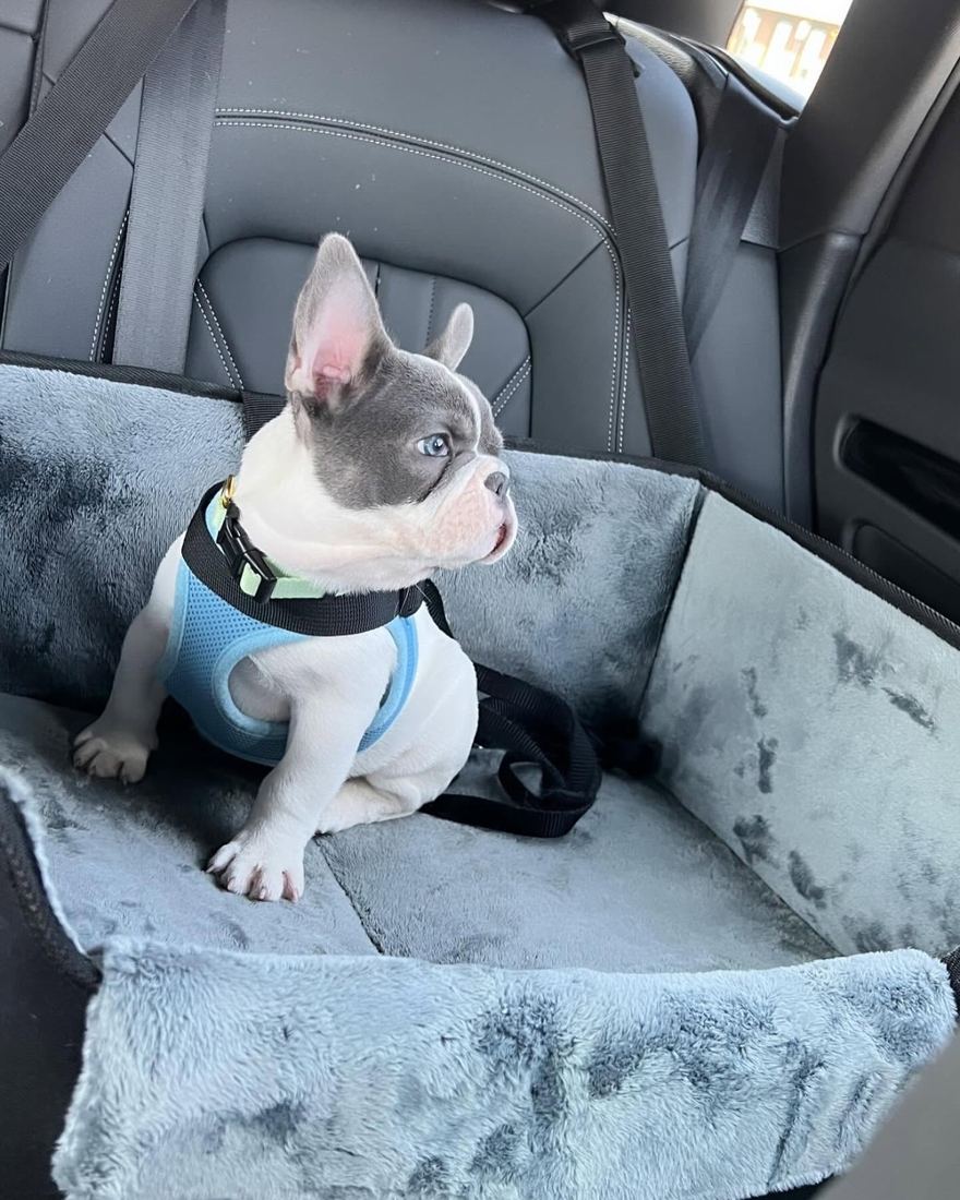 A MonRoyal Frenchies puppy