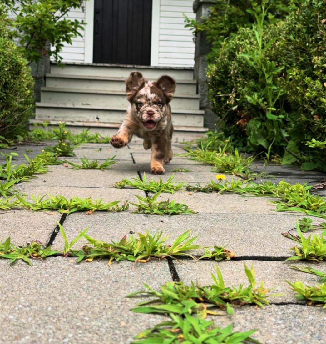 A MonRoyal Frenchies puppy