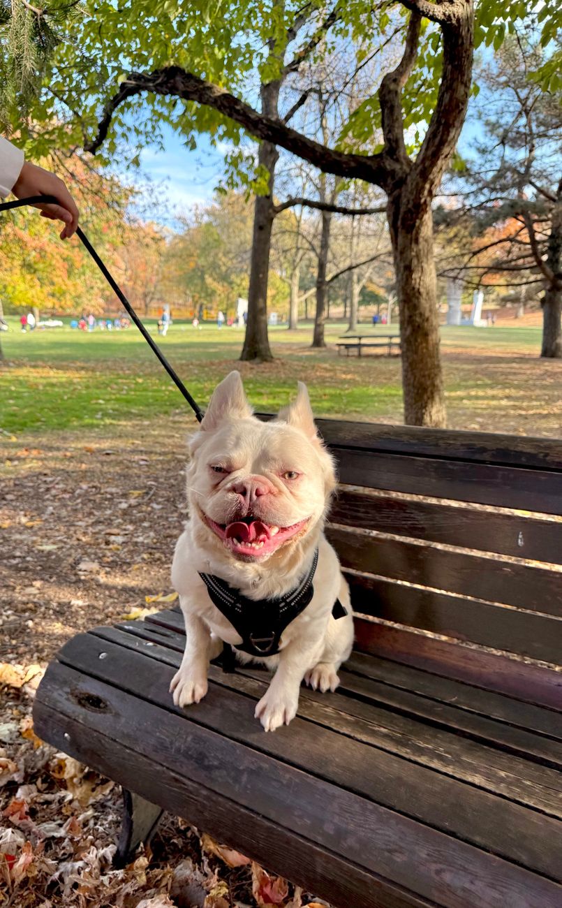 Sammy, our stud, on a park bench