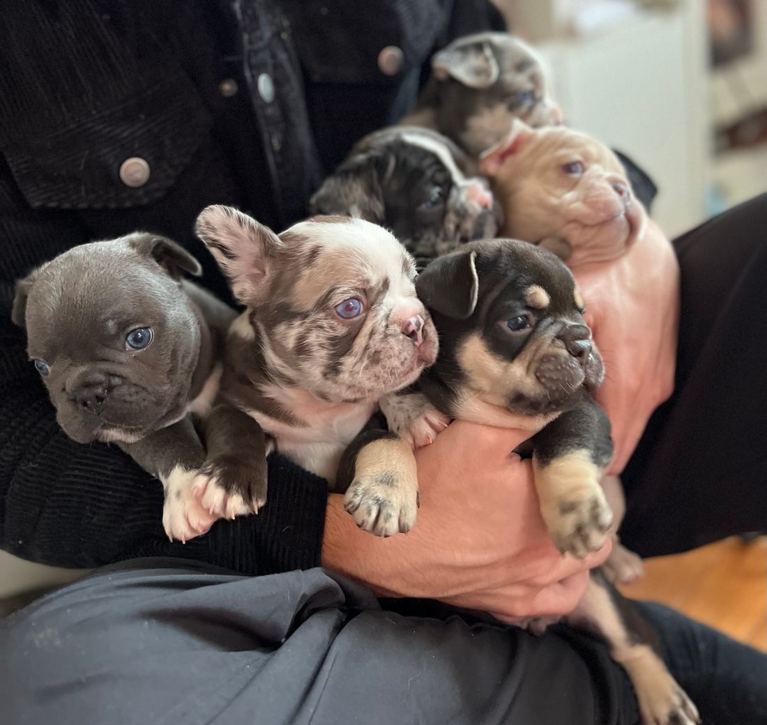 A MonRoyal Frenchies puppy