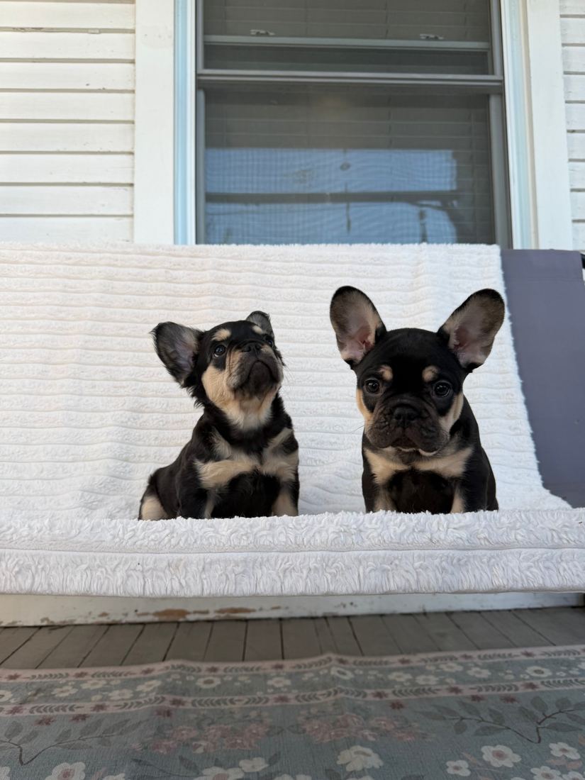 A MonRoyal Frenchies puppy