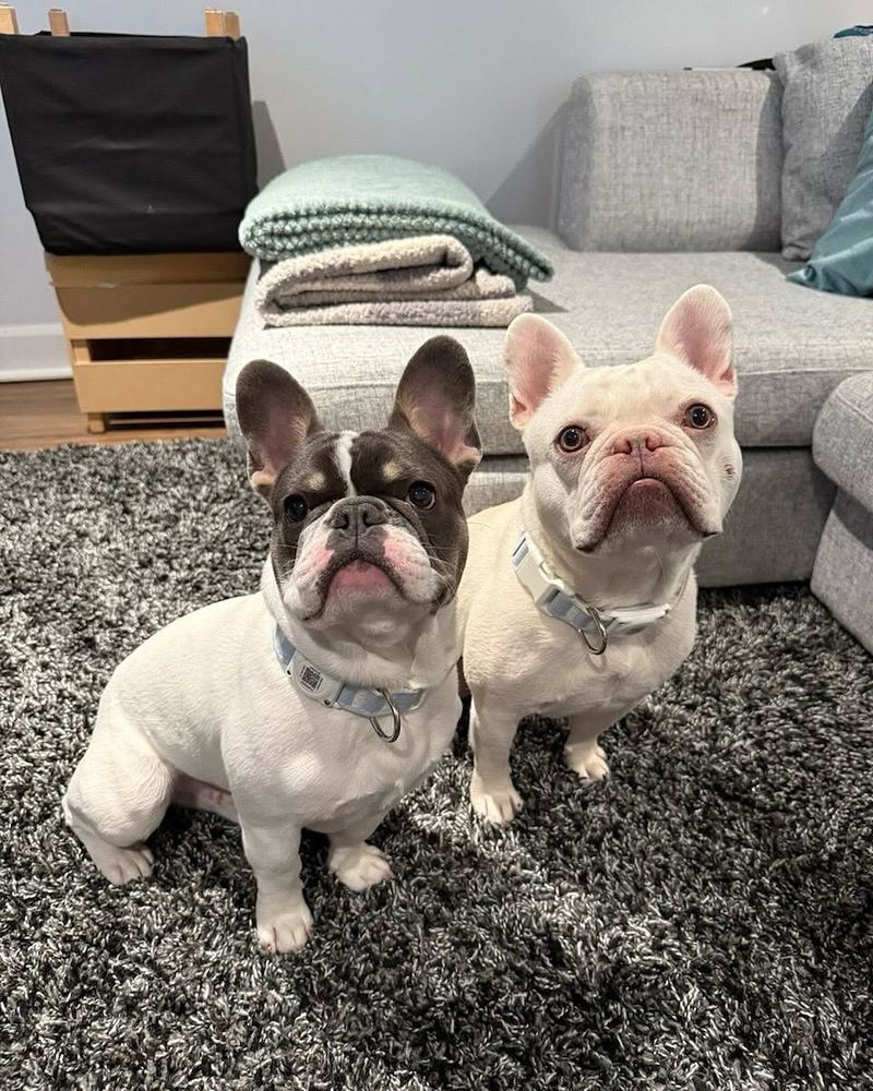 MonRoyal Frenchies dogs