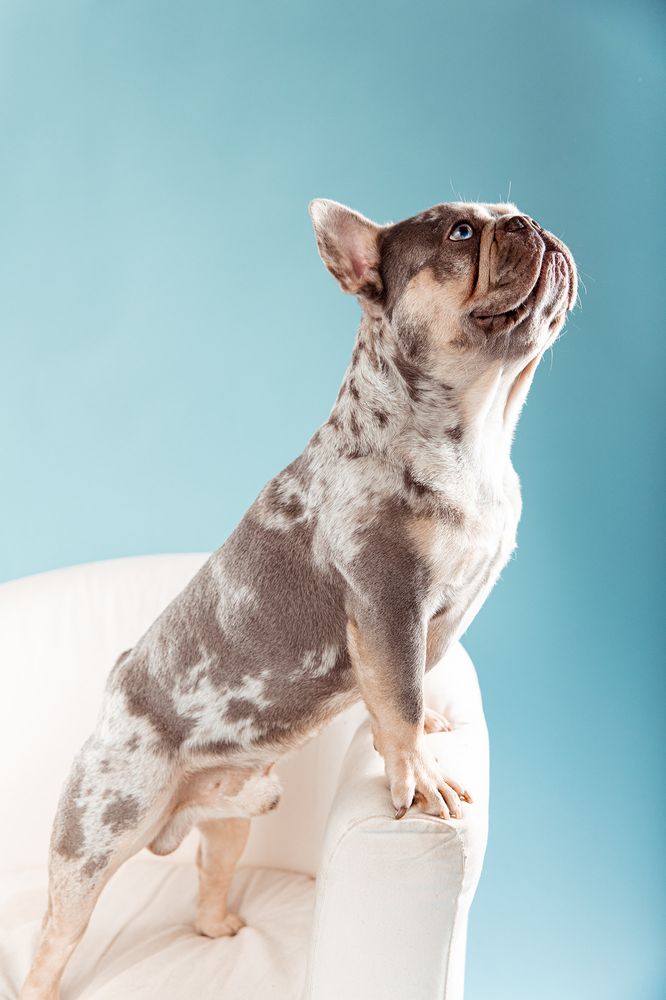 A retired MonRoyal Frenchies parent