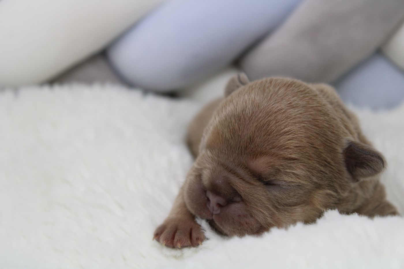 A puppy from the Christmas litter
