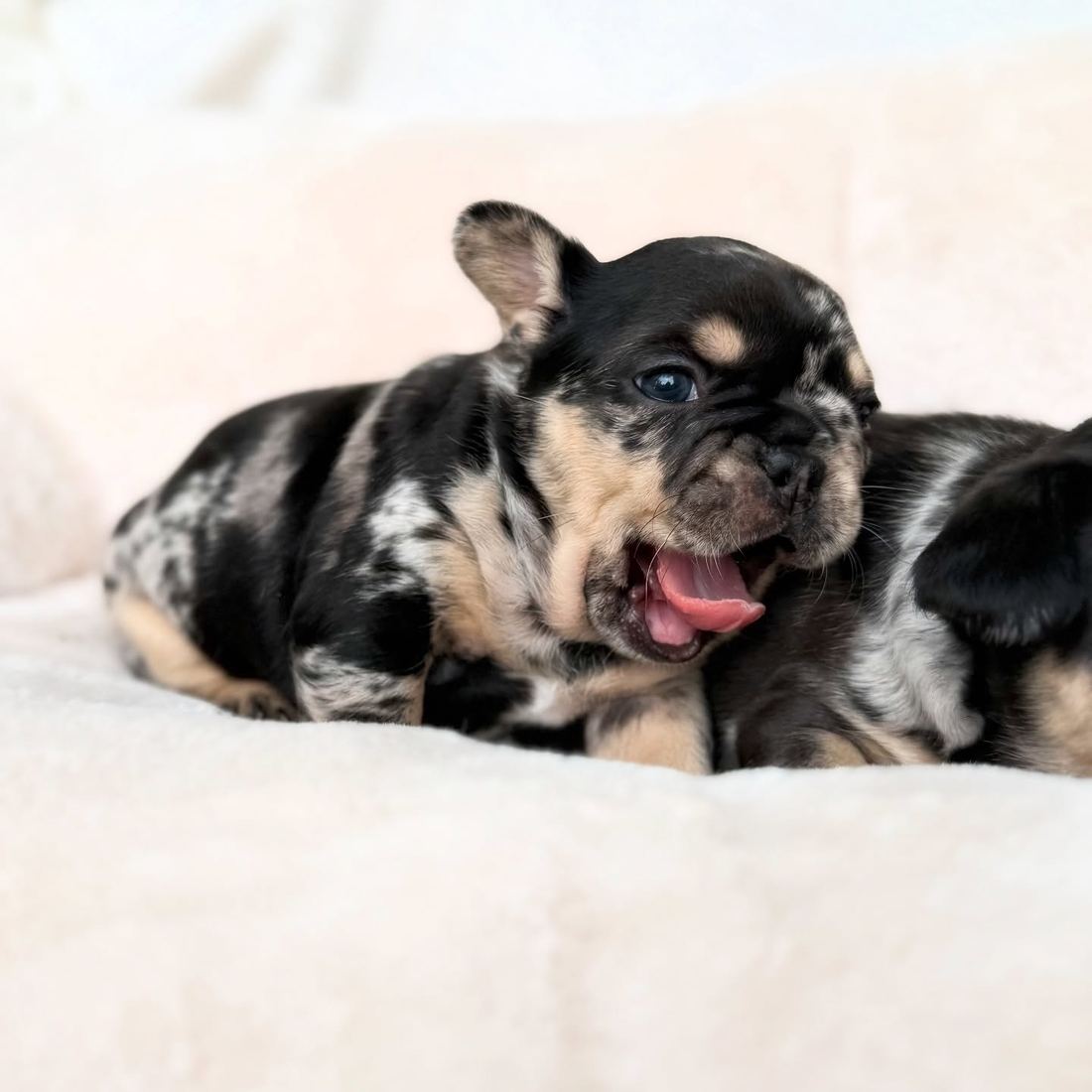 A MonRoyal Frenchies puppy