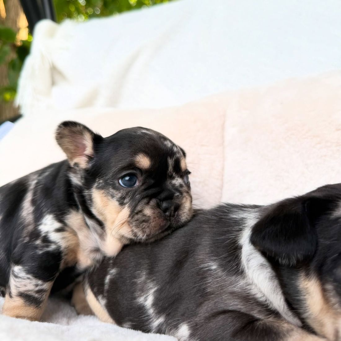 A MonRoyal Frenchies puppy