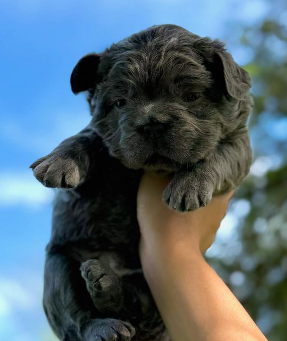 A MonRoyal Frenchies puppy