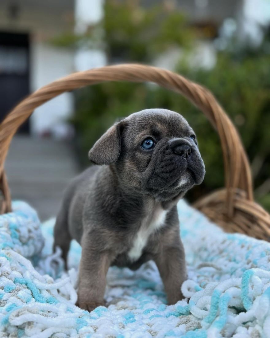A MonRoyal Frenchies puppy