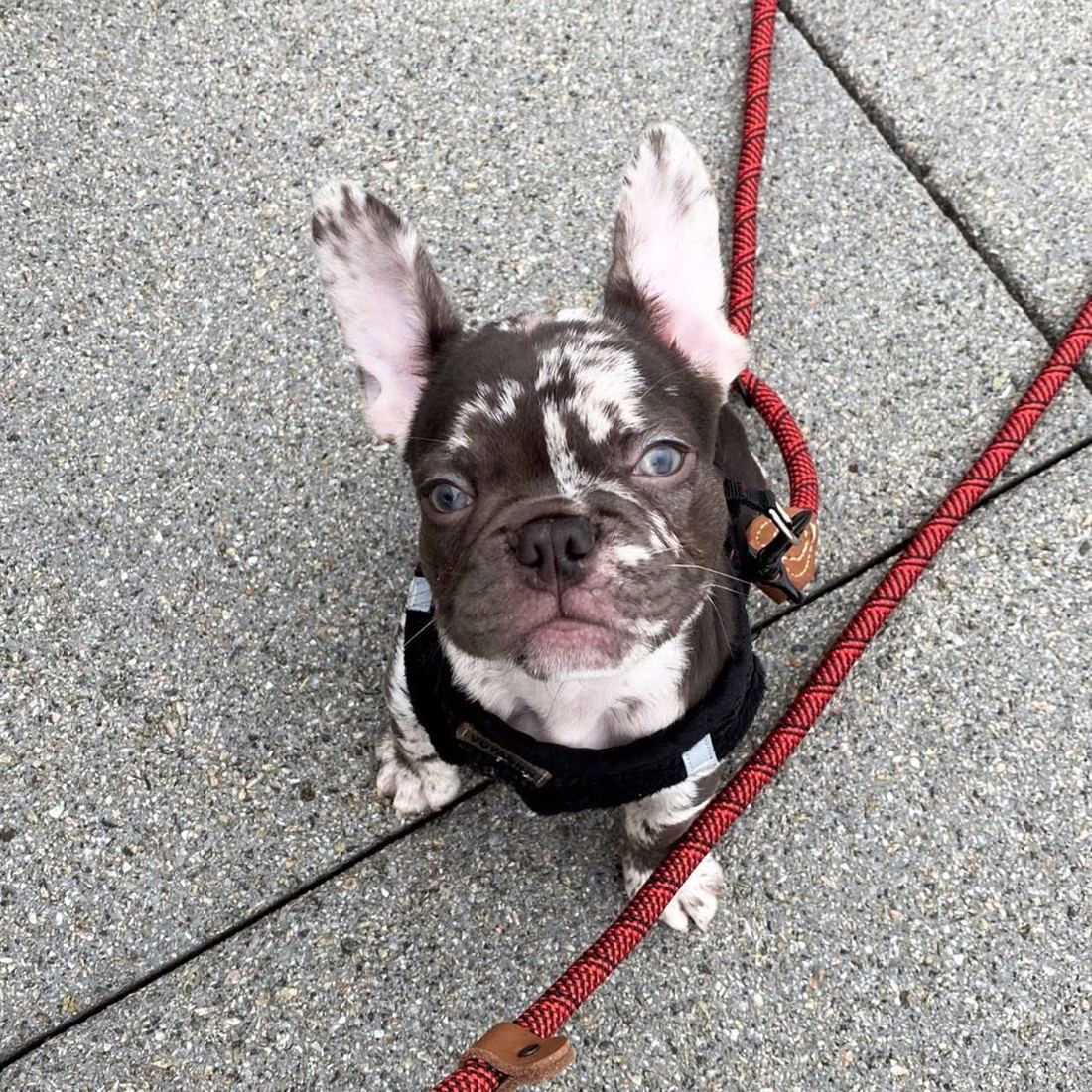 A MonRoyal Frenchies puppy