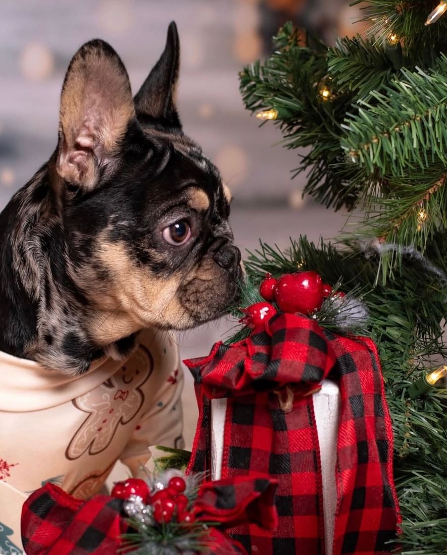 A MonRoyal Frenchies puppy