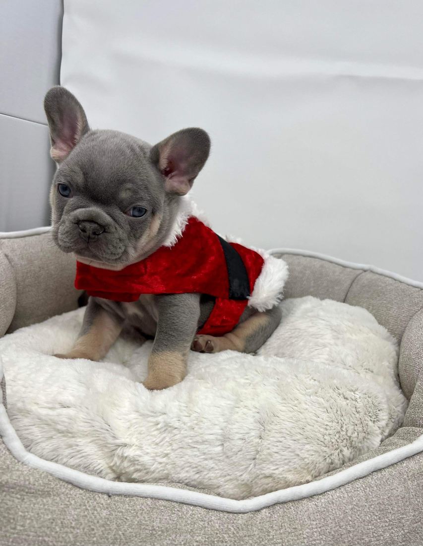 A MonRoyal Frenchies puppy