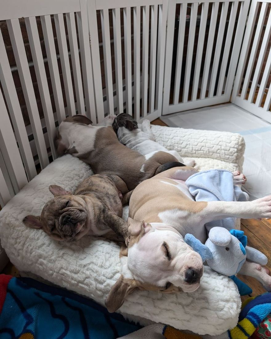 A MonRoyal Frenchies puppy