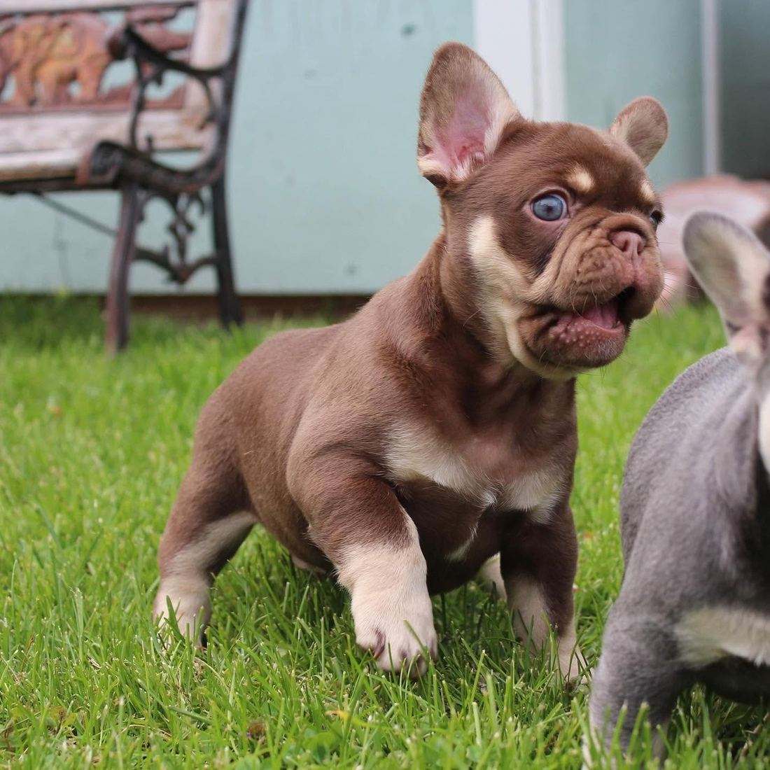A MonRoyal Frenchies puppy