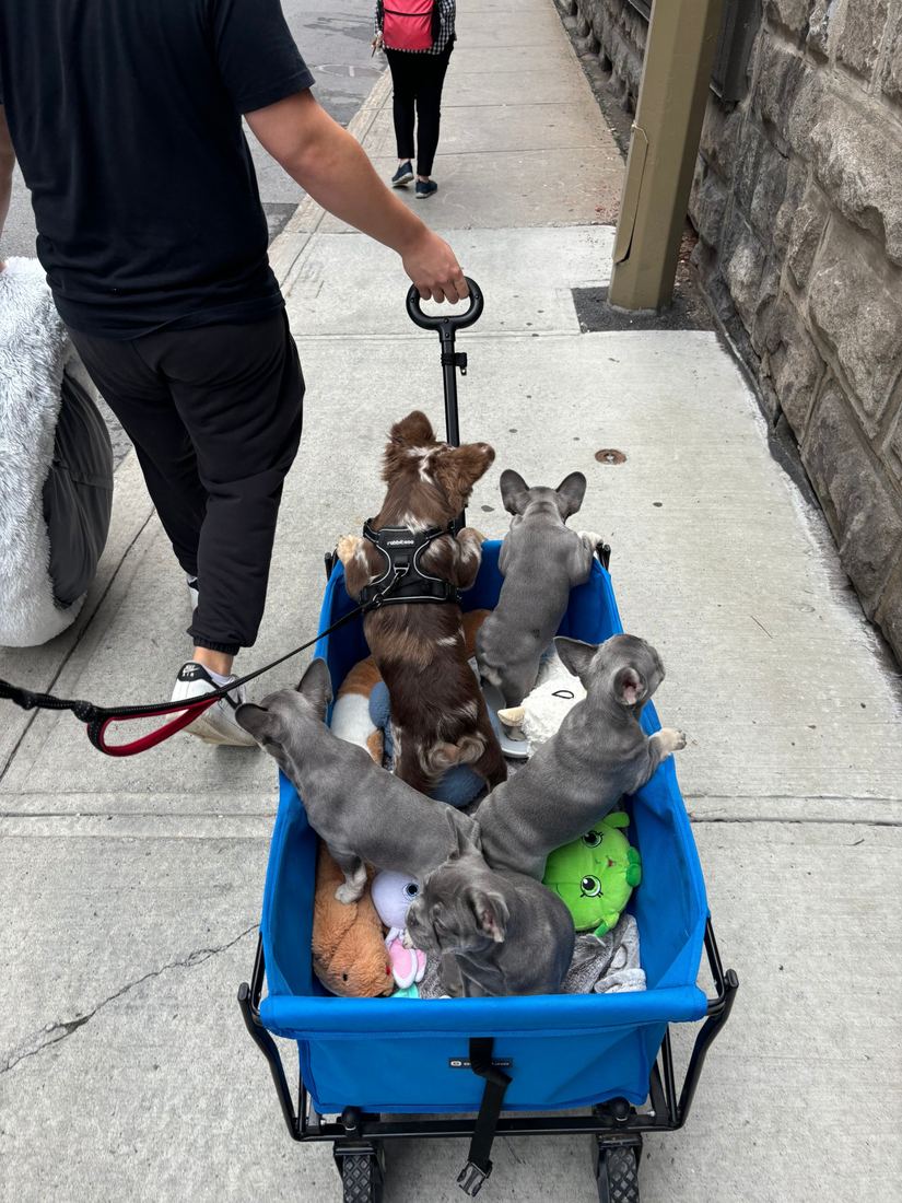A MonRoyal Frenchies puppy event