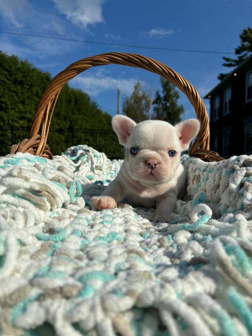 A MonRoyal Frenchies puppy