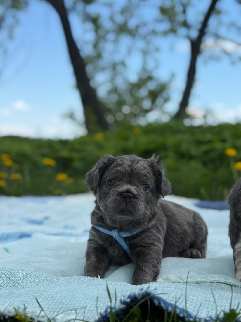 A MonRoyal Frenchies puppy
