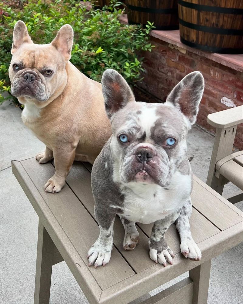 MonRoyal Frenchies dogs