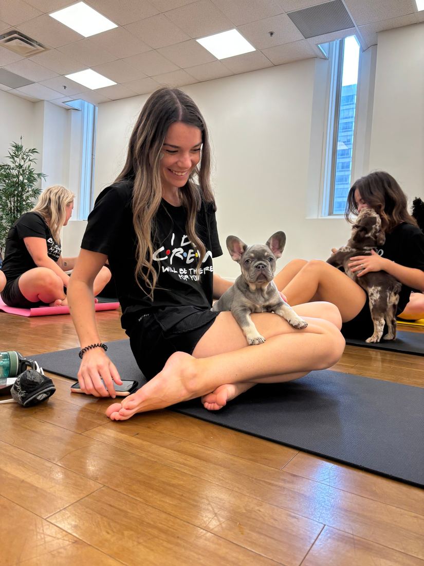 A MonRoyal Frenchies puppy event