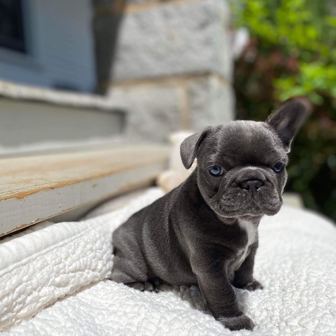 A MonRoyal Frenchies puppy