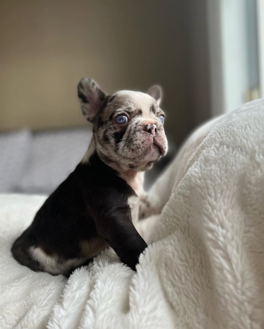 A MonRoyal Frenchies puppy