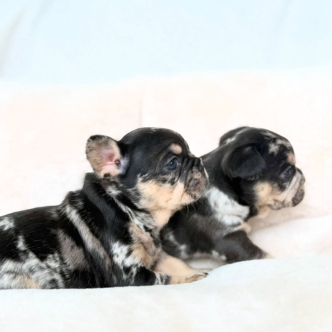 A MonRoyal Frenchies puppy