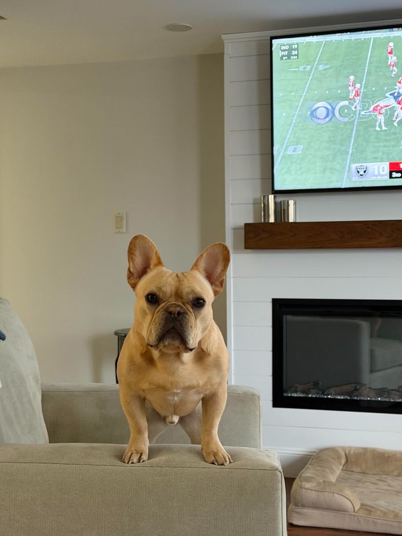 A MonRoyal Frenchies puppy