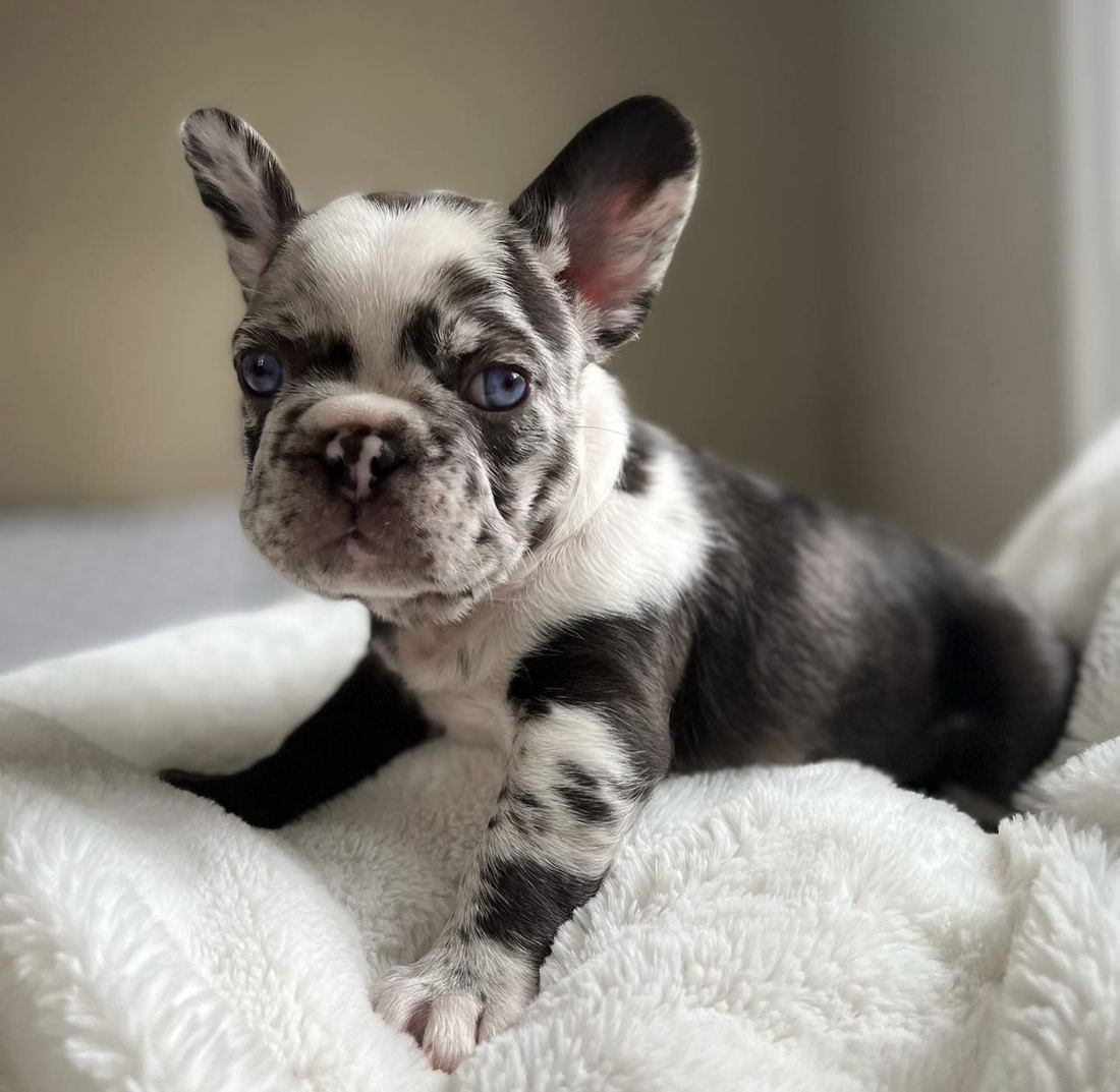 A MonRoyal Frenchies puppy