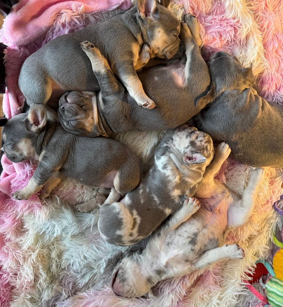 Newborn MonRoyal Frenchies puppies