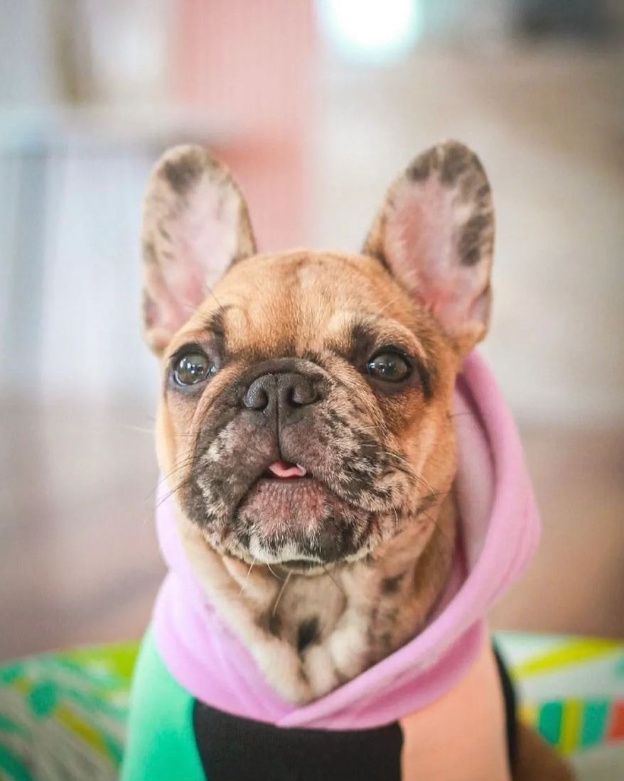 A MonRoyal Frenchies puppy