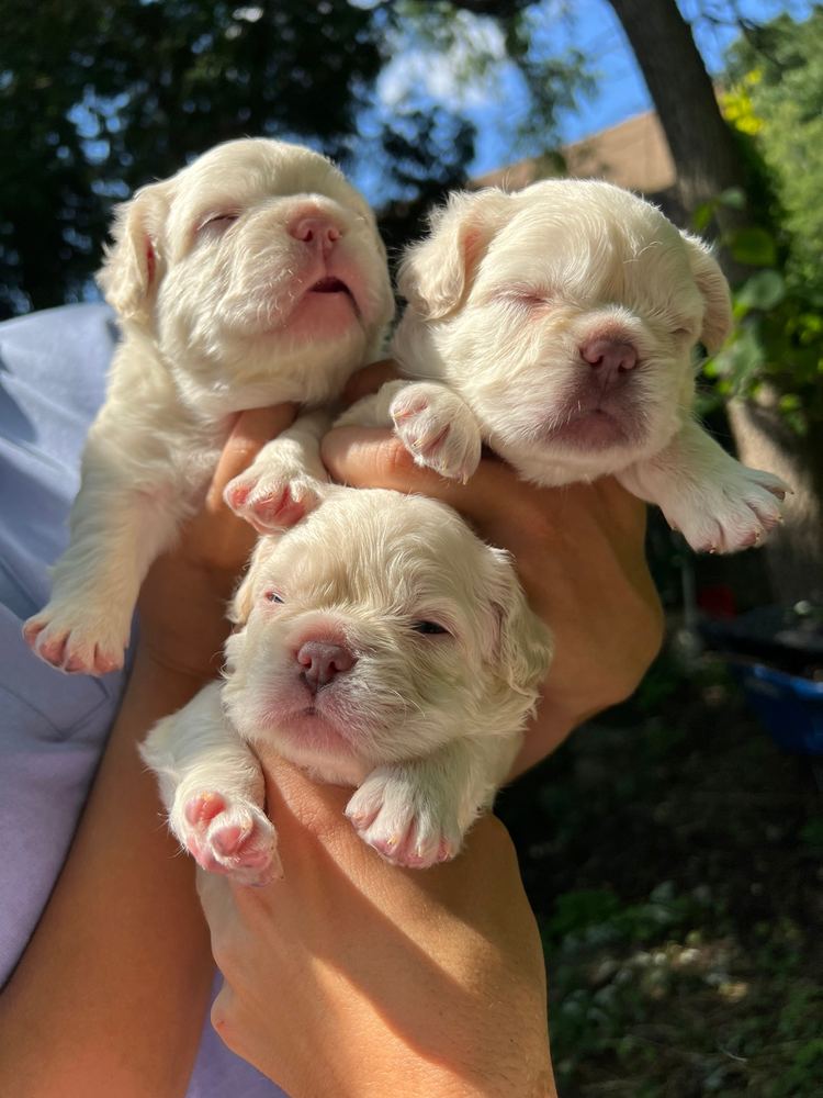 Newborn MonRoyal Frenchies puppies