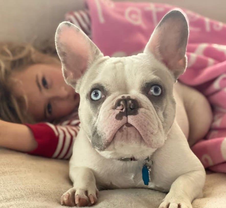 A MonRoyal Frenchies puppy