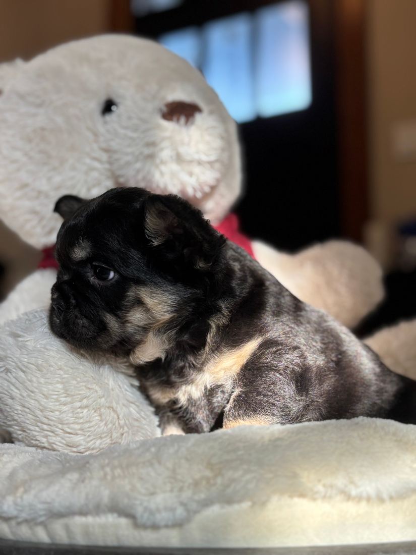 A MonRoyal Frenchies puppy