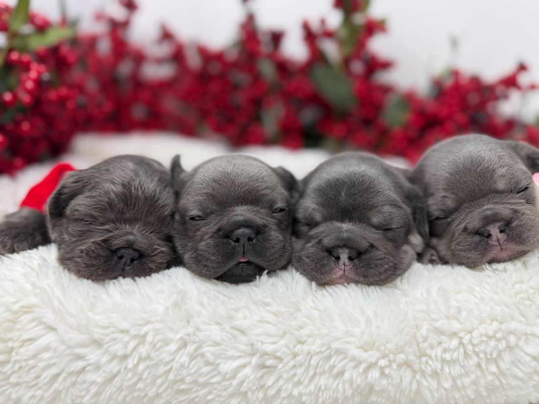 A MonRoyal Frenchies puppy